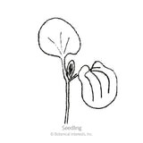 Black-Eyed Susan Vine Seeds