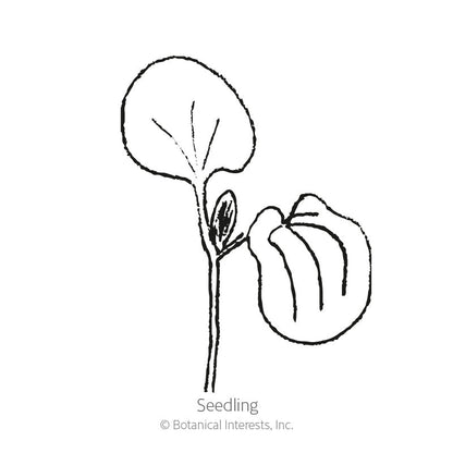 Black-Eyed Susan Vine Seeds