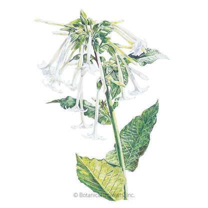 Indian Peace Pipe Nicotiana Seeds