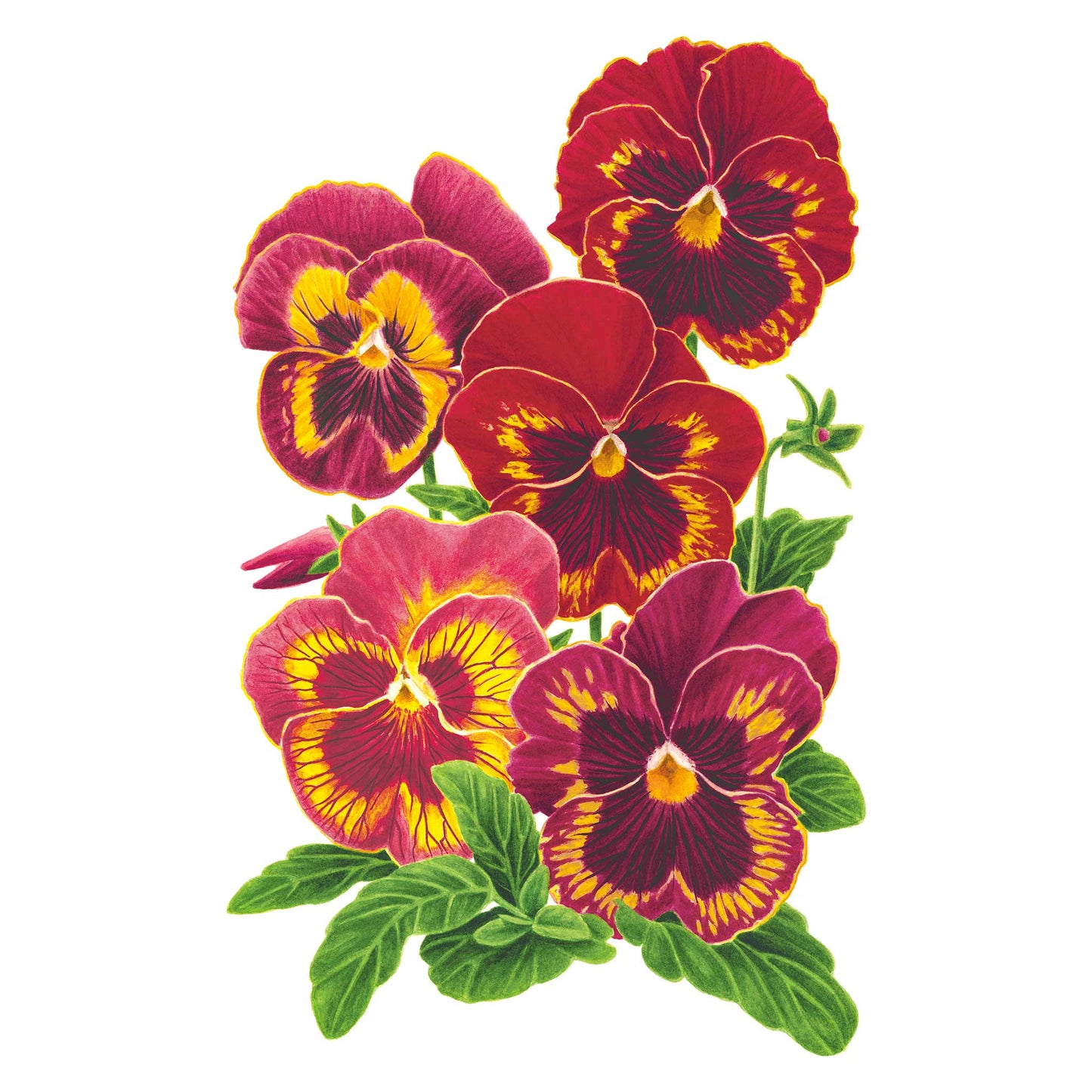 Panola® XP Rose Picotee Pansy Seeds