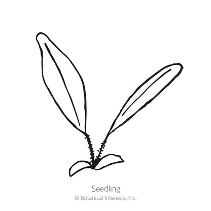 Goblin Gaillardia Seeds Product Image