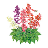 Estella Blend Salvia Seeds