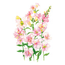 DoubleShot™ Appleblossom Snapdragon Seeds