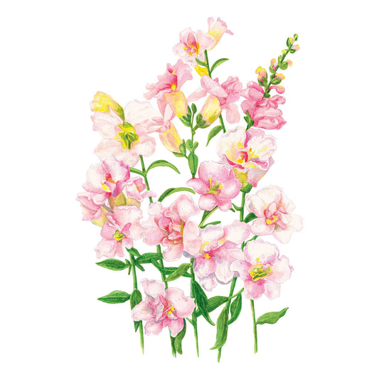DoubleShot™ Appleblossom Snapdragon Seeds