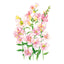 DoubleShot™ Appleblossom Snapdragon Seeds