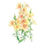 DoubleShot™ Peach Snapdragon Seeds