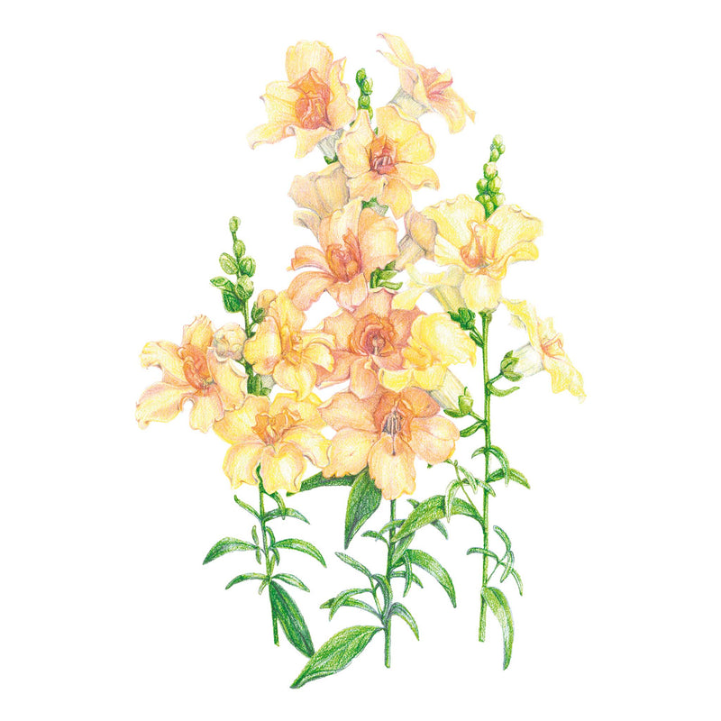 DoubleShot™ Peach Snapdragon Seeds