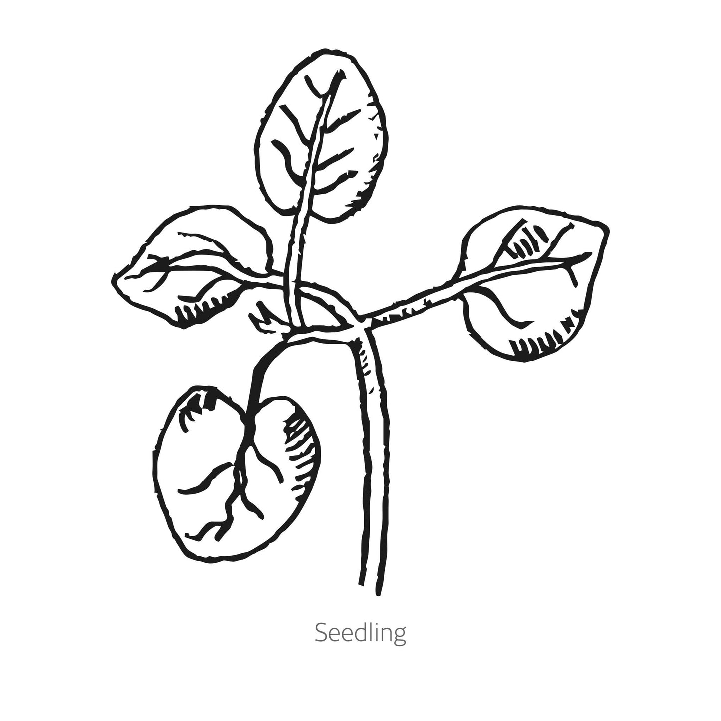 DoubleShot™ Peach Snapdragon Seeds