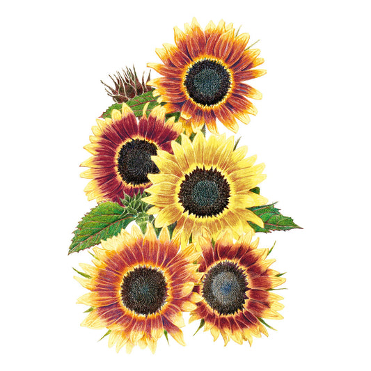 Summer Lovin Sunflower Seeds