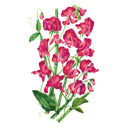 Elegance Lipstick Sweet Pea Seeds