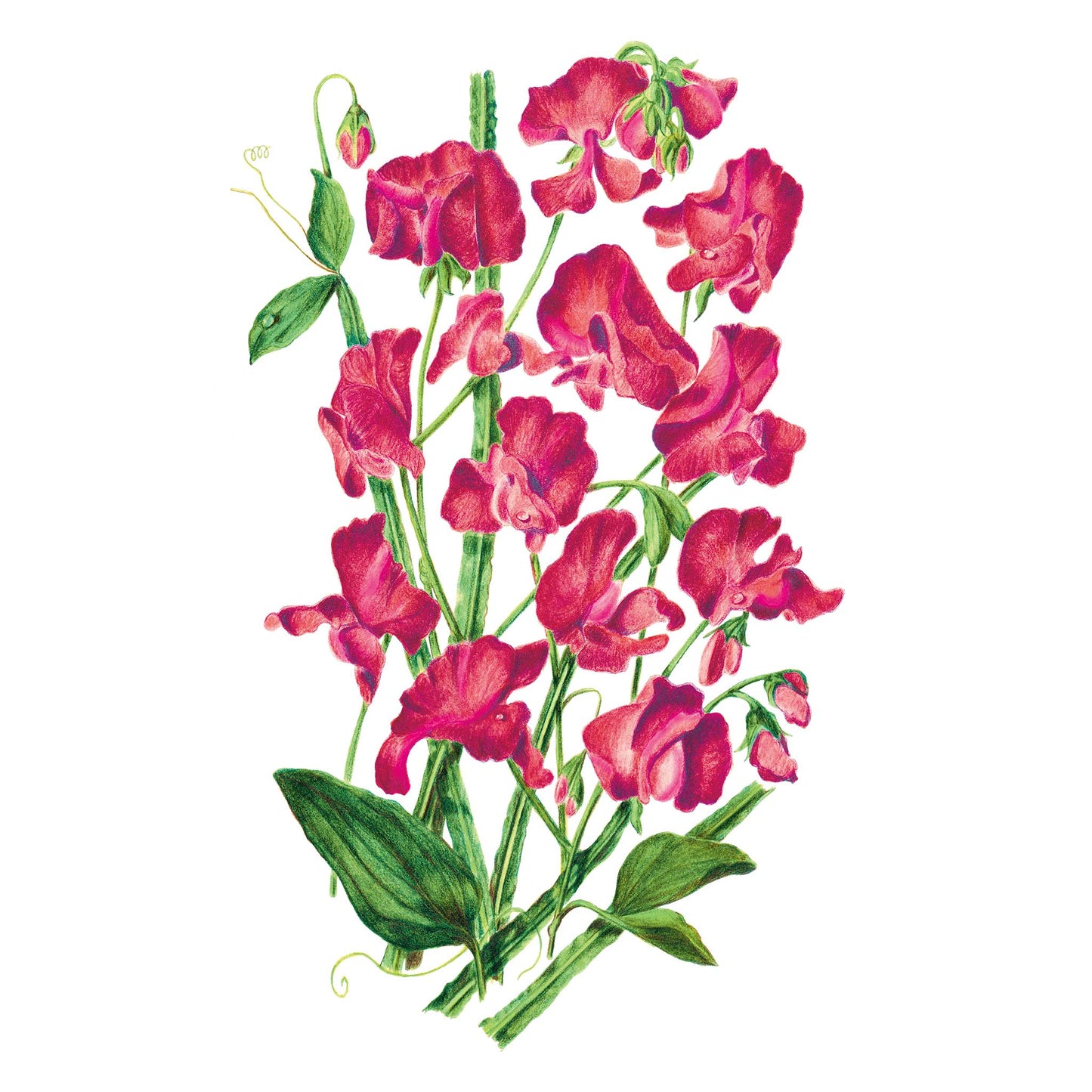 Elegance Lipstick Sweet Pea Seeds