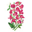 Elegance Lipstick Sweet Pea Seeds