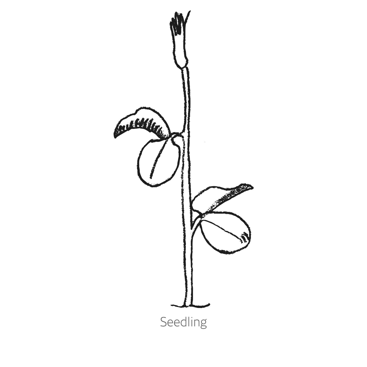 Elegance Lipstick Sweet Pea Seeds