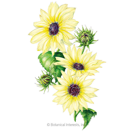 Vanilla Ice Sunflower Seeds Product Image