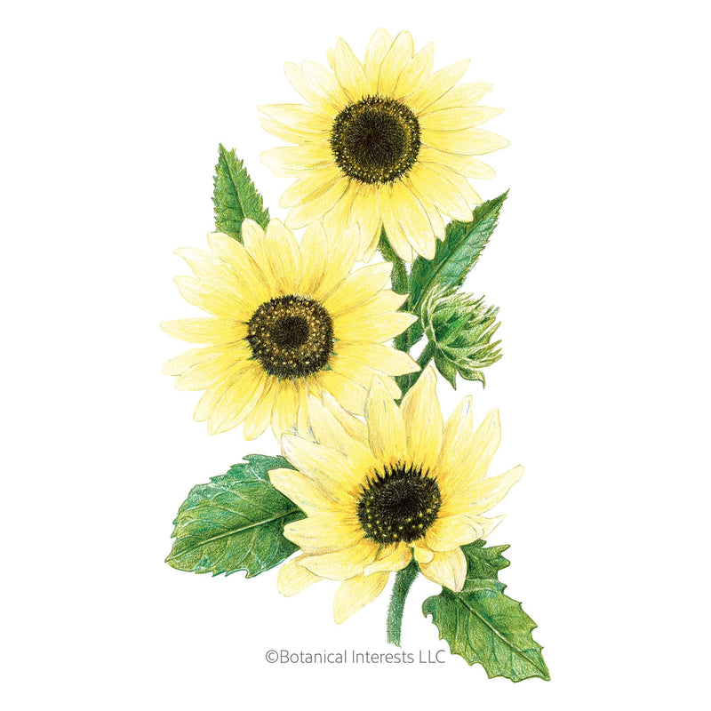 Vanilla Ice Sunflower Seeds