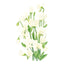 Spencer Ice Cream Sweet Pea Seeds