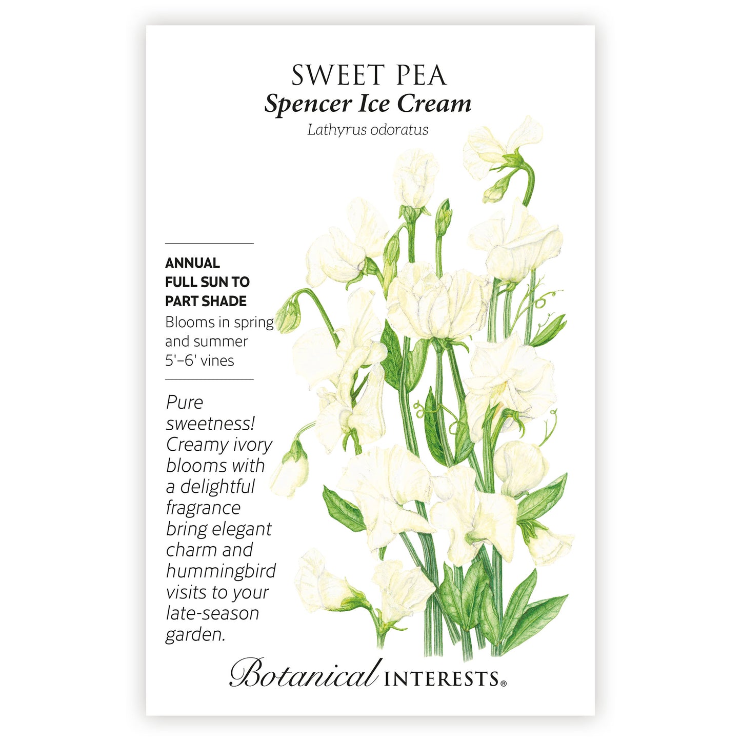 Spencer Ice Cream Sweet Pea Seeds