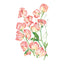 Spencer Princess Elizabeth Sweet Pea Seeds