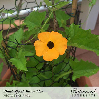 Black-Eyed Susan Vine Seeds