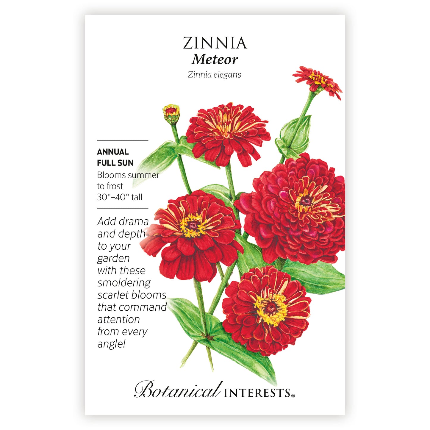Meteor Zinnia Seeds