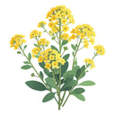 Basket of Gold