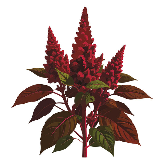 Red Spike Amaranth