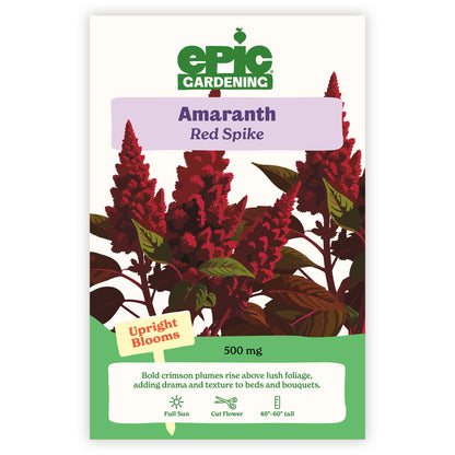 Red Spike Amaranth