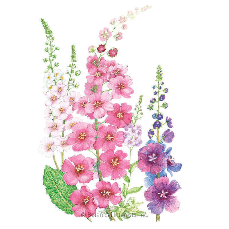 Shades of Summer Verbascum (Mullein) Seeds Product Image