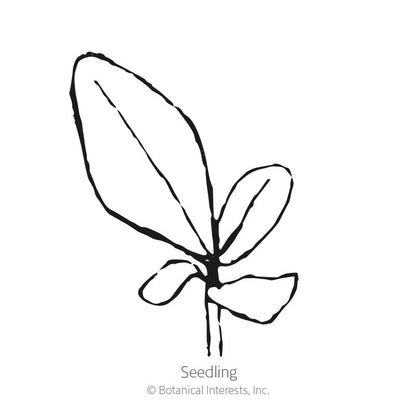 Shades of Summer Verbascum (Mullein) Seeds