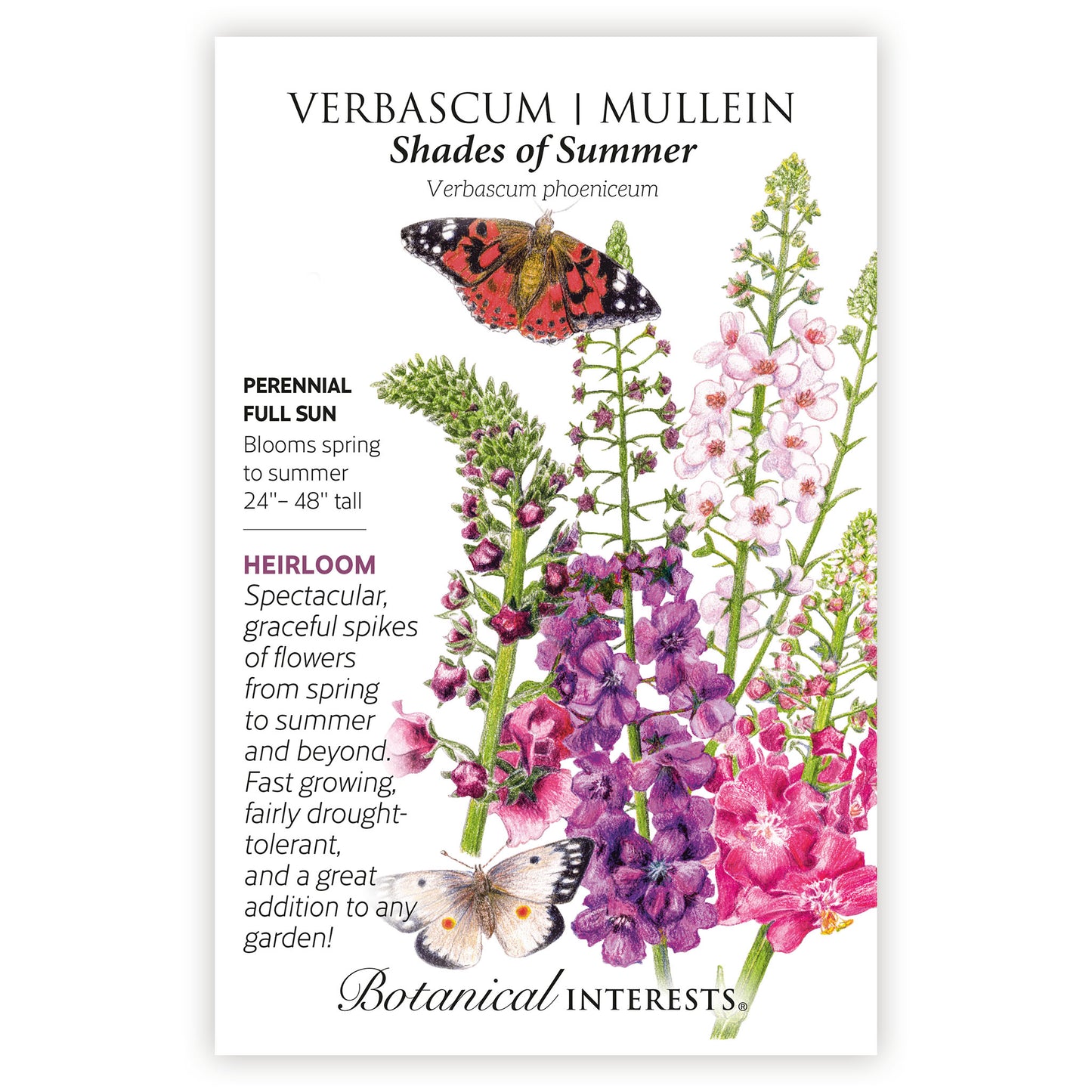 Shades of Summer Verbascum (Mullein) Seeds