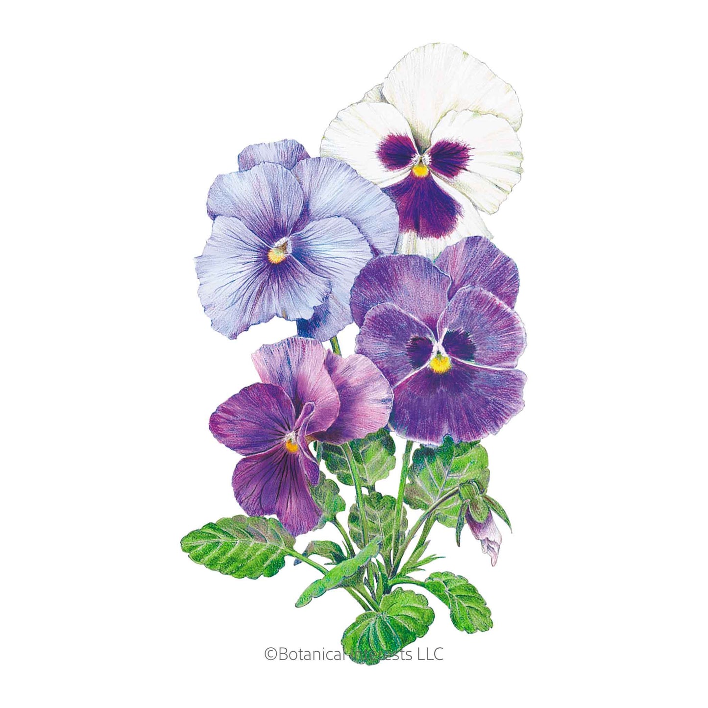 Got the Blues Pansy Seeds