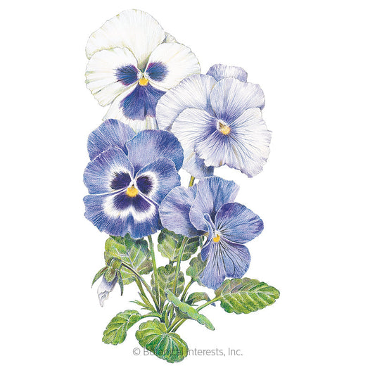 Got the Blues Pansy Seeds Product Image