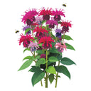 Milano Mix Bee Balm
