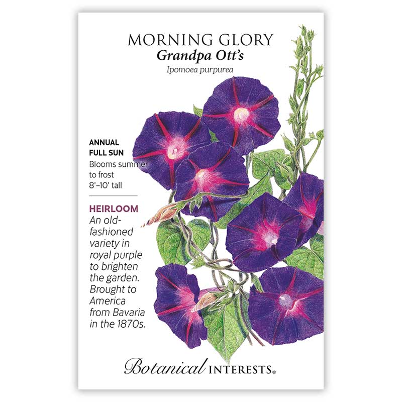 morning glory flower seeds Grandpa Ott's Morning Glory Seeds