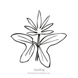 Cardinal Climber Seeds