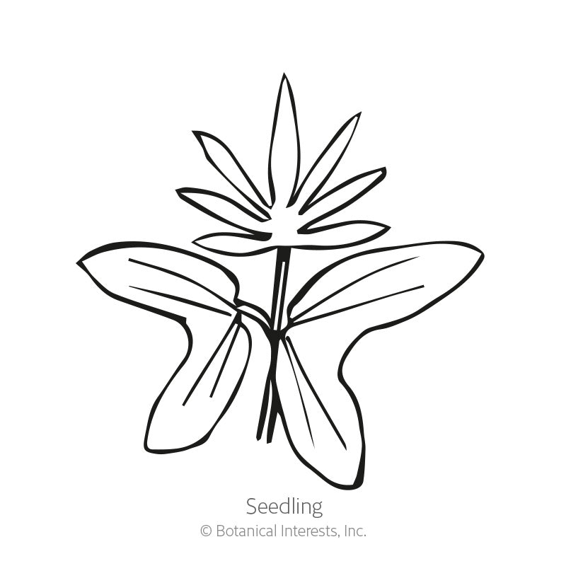 Cardinal Climber Seeds