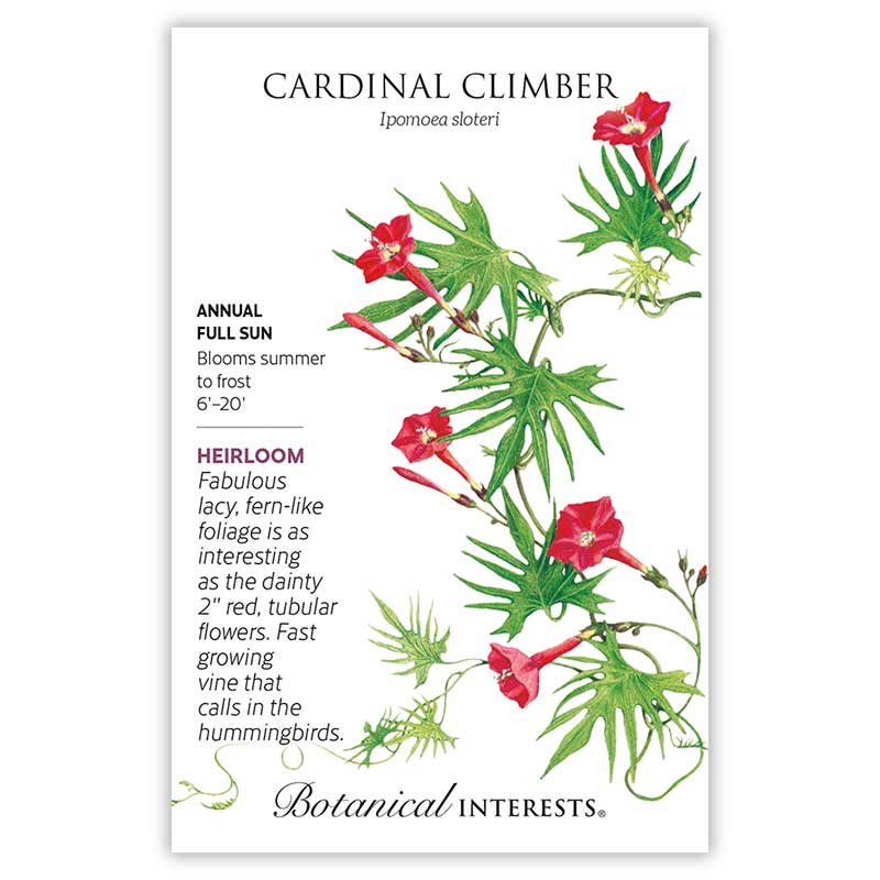 starting cardinal flower from seed Cardinal Climber Seeds – Epic Gardening