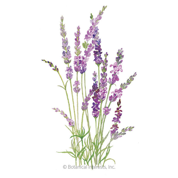 English Lavender Seeds, Lavandula angustifolia Great Lavender for Drie –  Mountainlily Farm