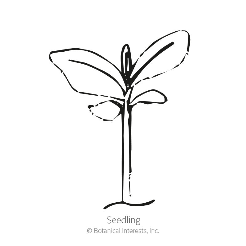 English Tall/Vera Lavender Seeds