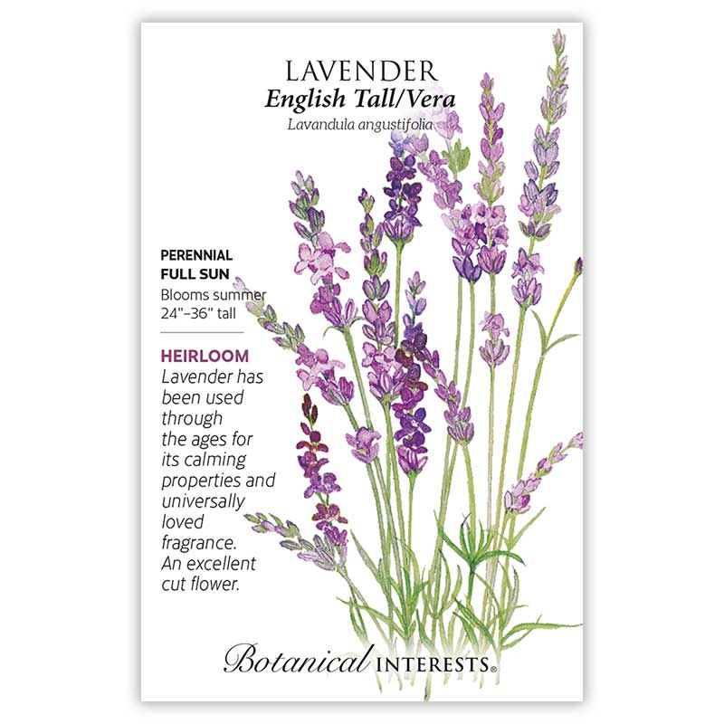 tallest lavender plants English Tall/Vera Lavender Seeds
