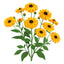Goldilocks Black Eyed Susan