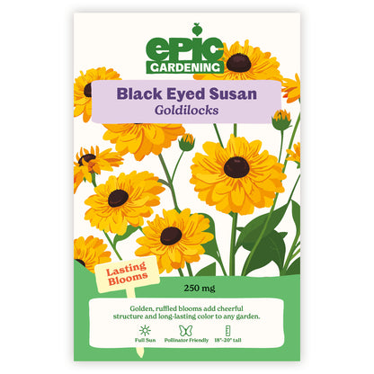 Goldilocks Black Eyed Susan