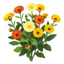 Fiesta Gitana Calendula