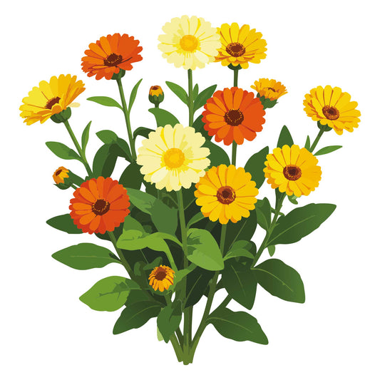 Fiesta Gitana Calendula