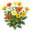 Fiesta Gitana Calendula