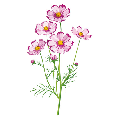Fizzy Rose Picotee Cosmos