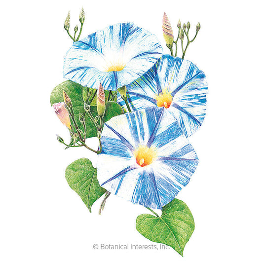 Flying Saucer Morning Glory Seeds Product Image