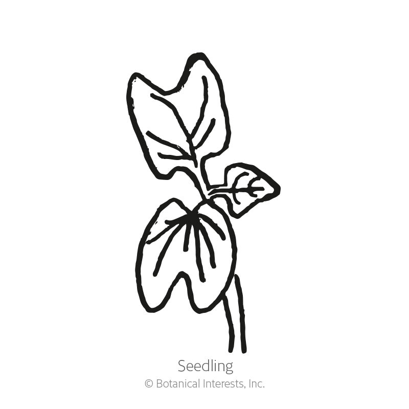 Flying Saucer Morning Glory Seeds