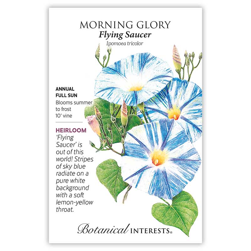 morning glory seed effects Flying Saucer Morning Glory Seeds