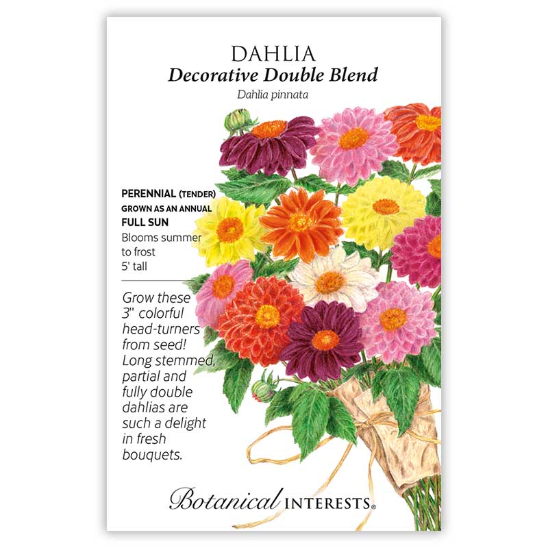 Decorative Double Blend Dahlia Seeds